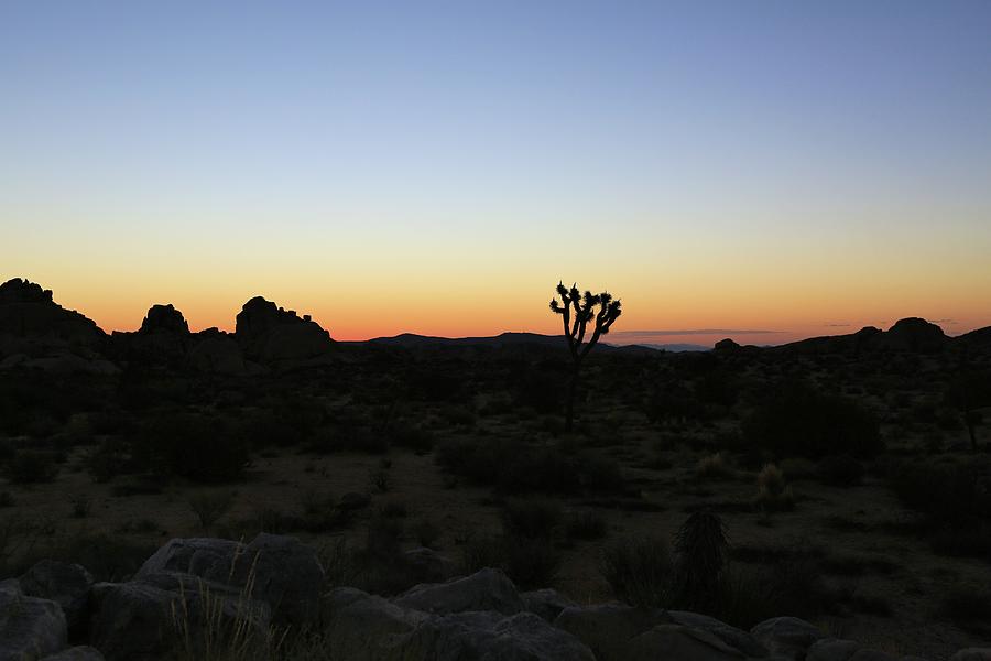 Golden Hour at Joshua Tree Photograph by M C Hood