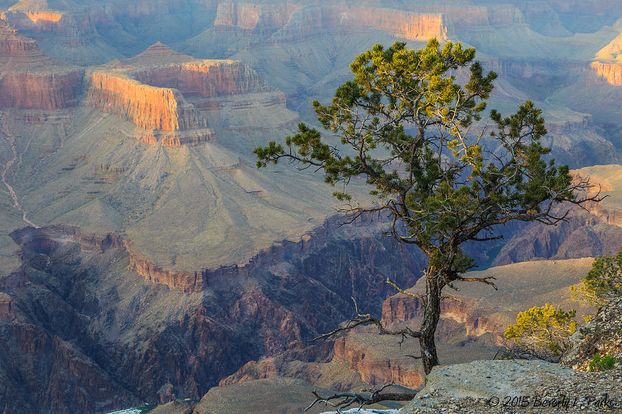 Grand Canyon National Park Photograph - Golden Hour at Pima Point by Beverly Parks