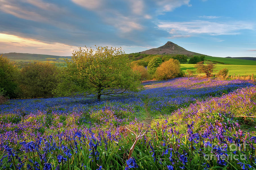 Golden hour at Roseberry Topping Photograph by Mariusz Talarek