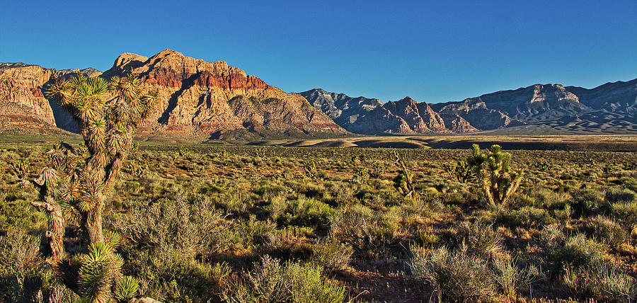 Golden Hour in the Desert Photograph by David Thompson - Fine Art America