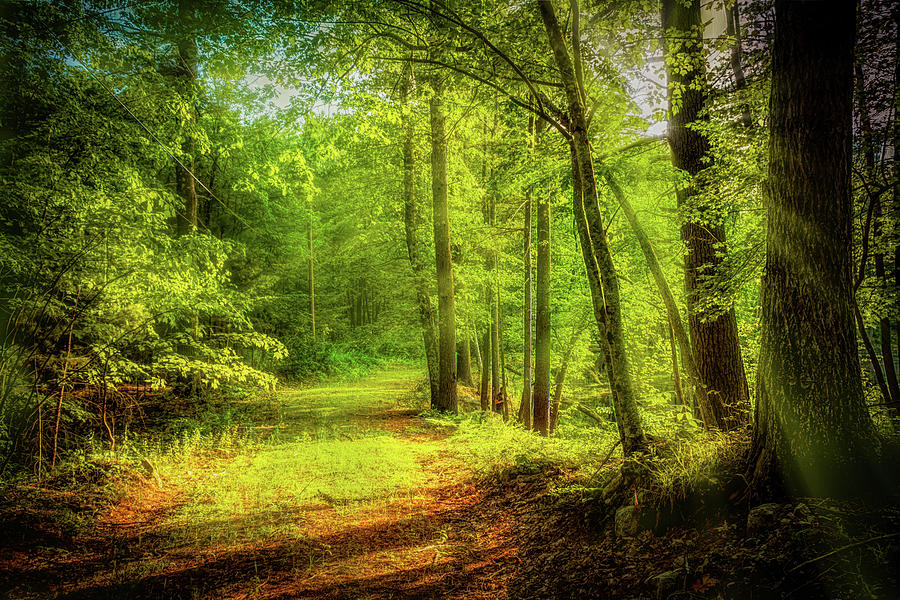 Golden hour in the forest Photograph by Lilia D