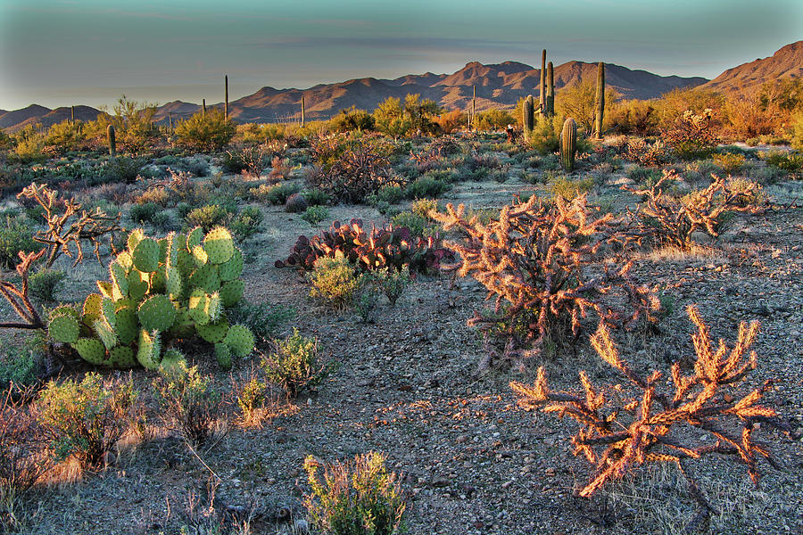 Golden Hour in the Sonoran Desert Photograph by David Thompson - Fine ...