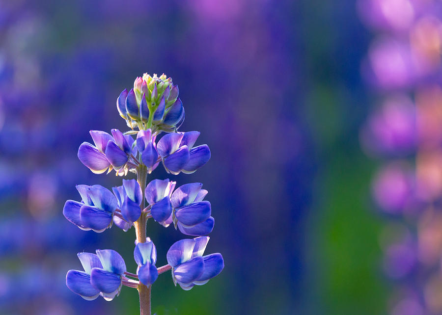Summer Photograph - Golden Hour Lupine by Mary Amerman