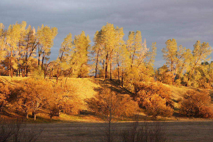 Golden Hour of Fall Photograph by Art Block Collections