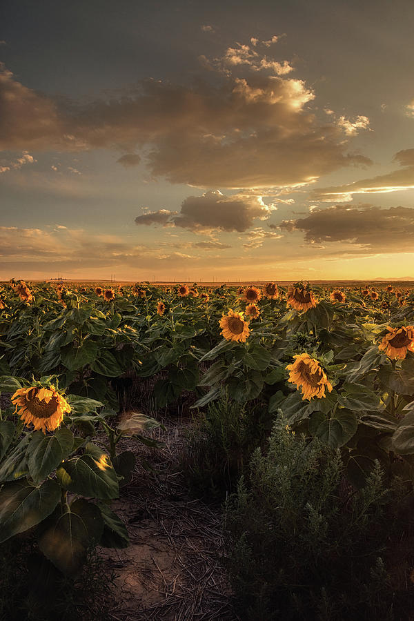Golden Hour Over Sunflowers Photograph by John De Bord