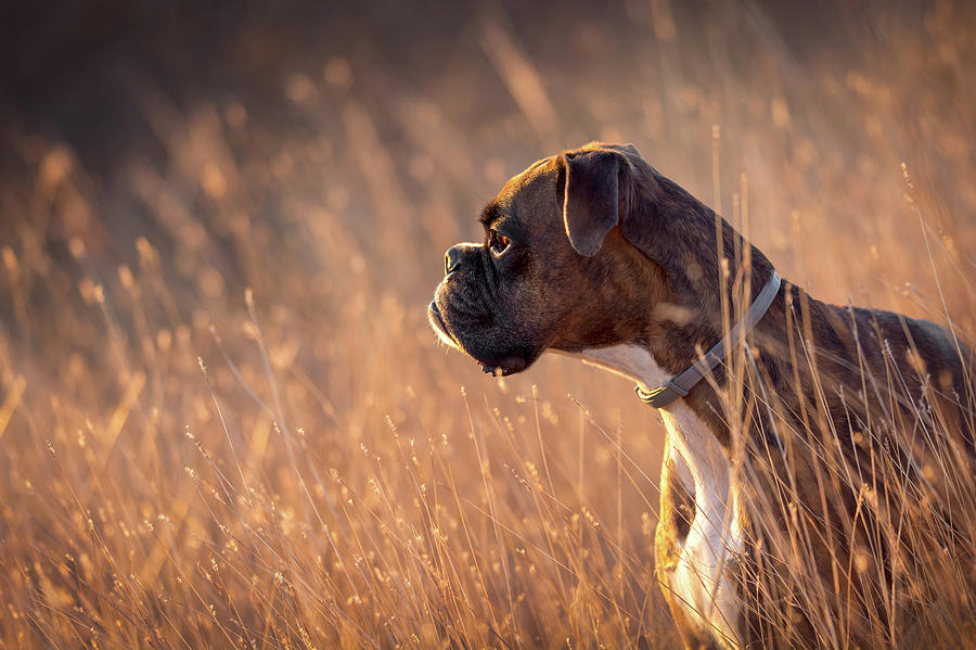Boxer Dog In Golden Hour Photograph