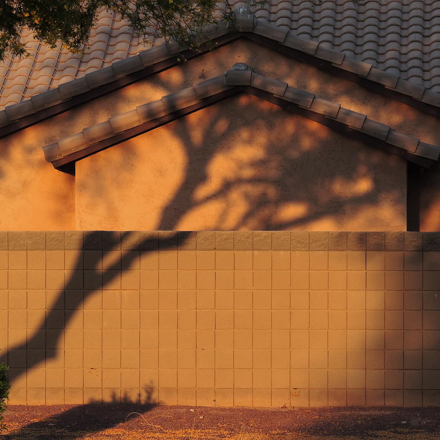 Golden Hour Tree Shadow Photograph by Bill Tomsa