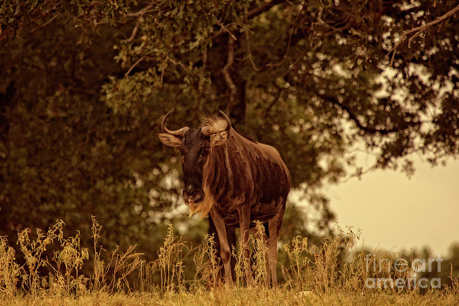 Nature Photograph - Golden Hour Wildebeest by Douglas Barnard