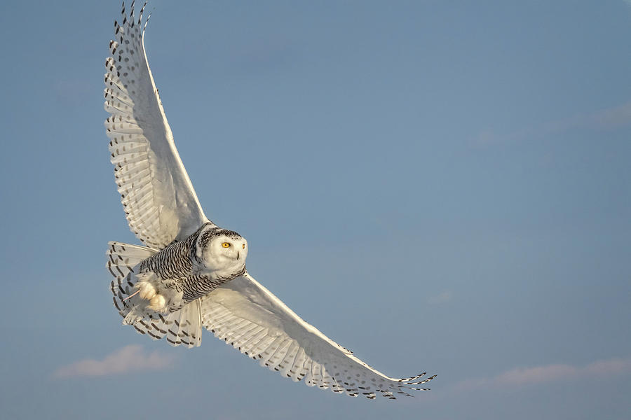 Golden hued Snowy Owl Photograph by Steven Upton