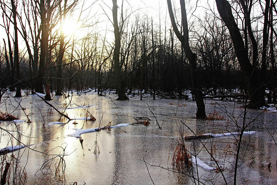 Golden Ice Path II Photograph by Debbie Oppermann