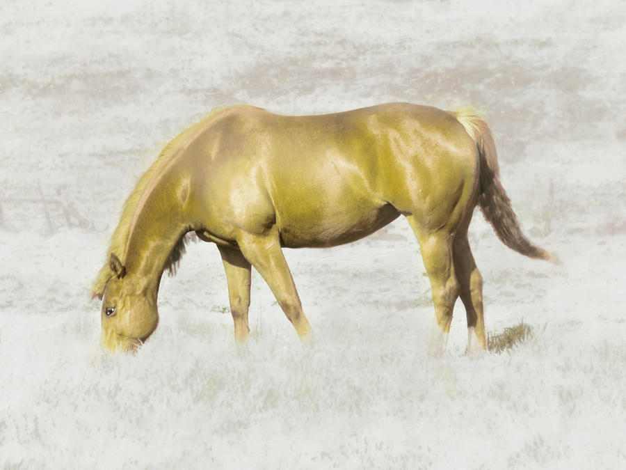 Horse Photograph - Golden in the Pasture by Hal Halli