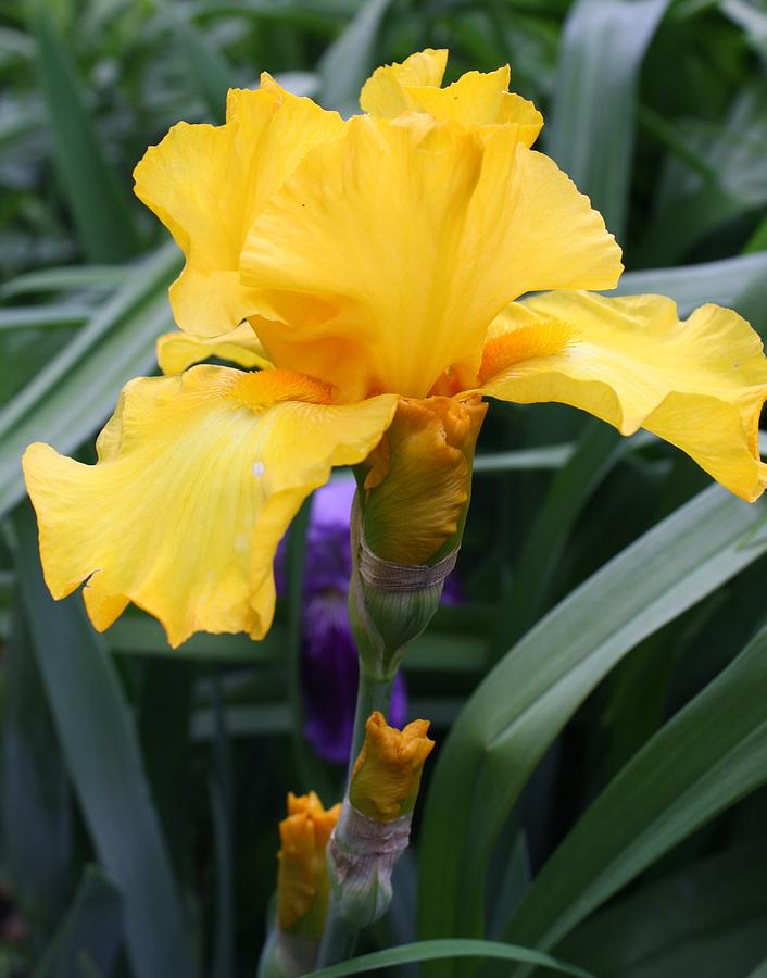 Golden Iris Photograph by Bruce Bley