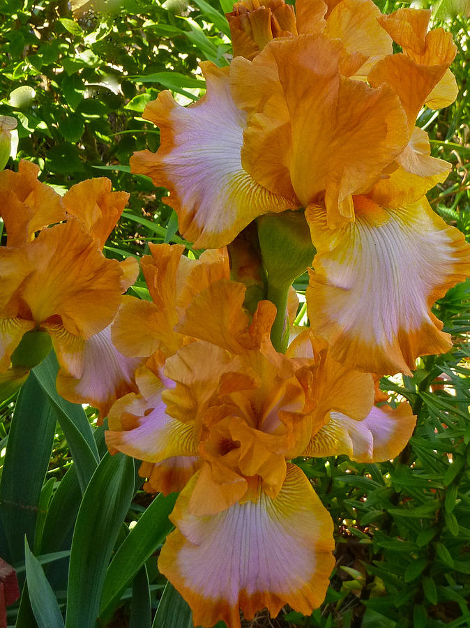Golden Iris Photograph by Ellen Paull