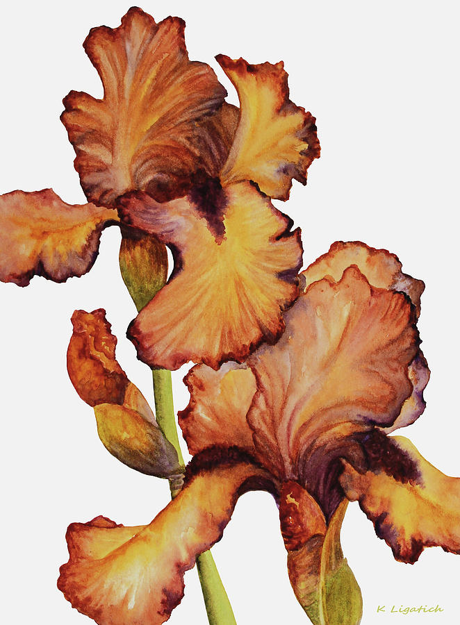 Golden Iris Painting by Kerri Ligatich