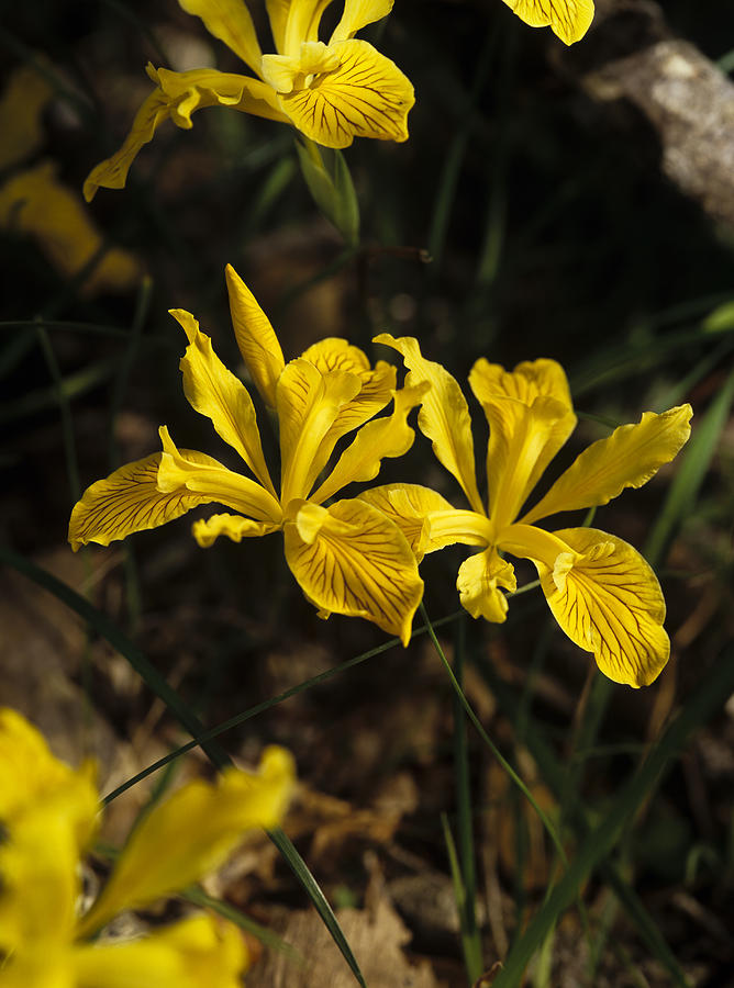 Golden Iris Photograph by Robert Potts