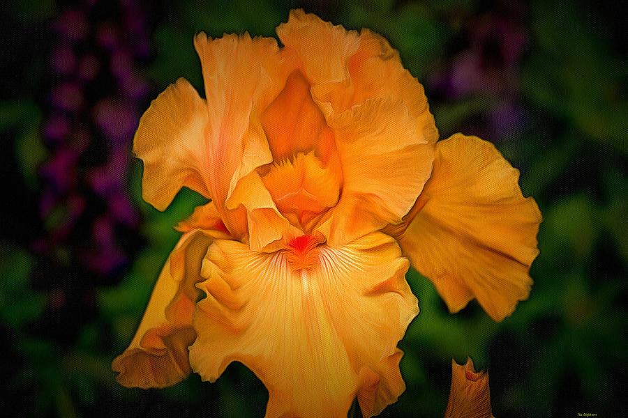 Golden Iris Photograph by Thom Zehrfeld
