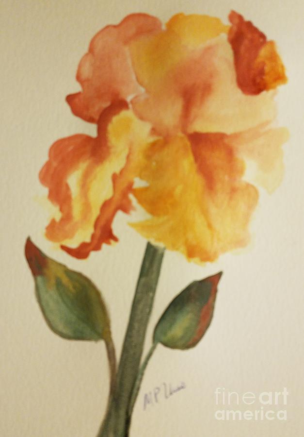 Golden Iris Watercolor Painting by Maria Urso
