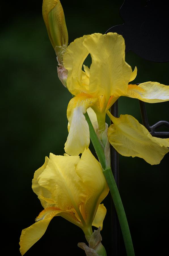 Golden Irises Photograph by Maria Urso