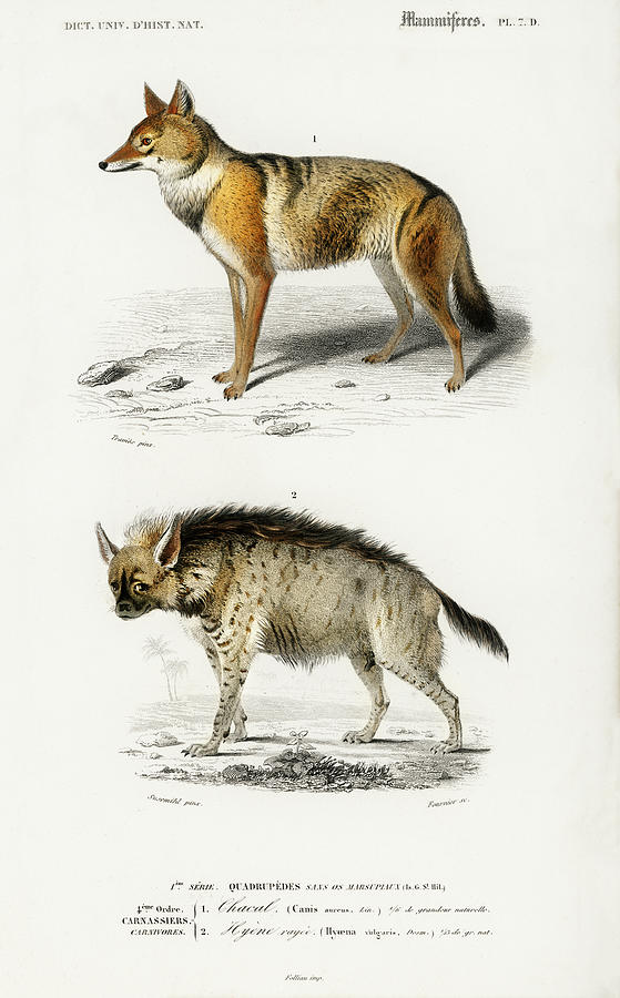 Golden Jackal and Striped hyena Painting by Vincent Monozlay