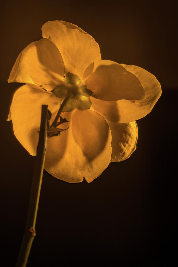 Golden Japanese Anemone Backside Photograph by Douglas Barnett