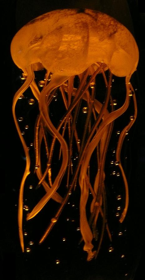 Golden Jellie Photograph by Lori Seaman