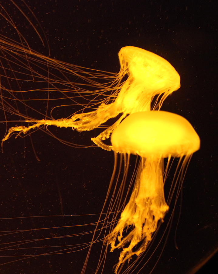 Golden Jellyfish Photograph by John G Schickler