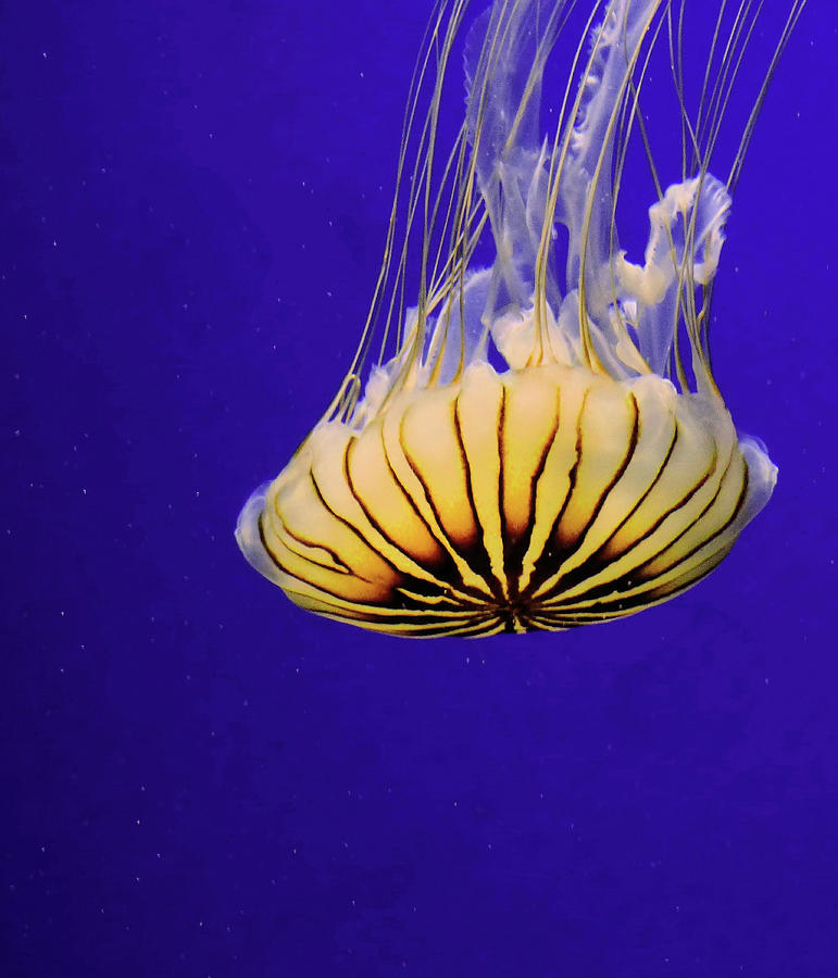 Golden Jellyfish Photograph by Rosalie Scanlon