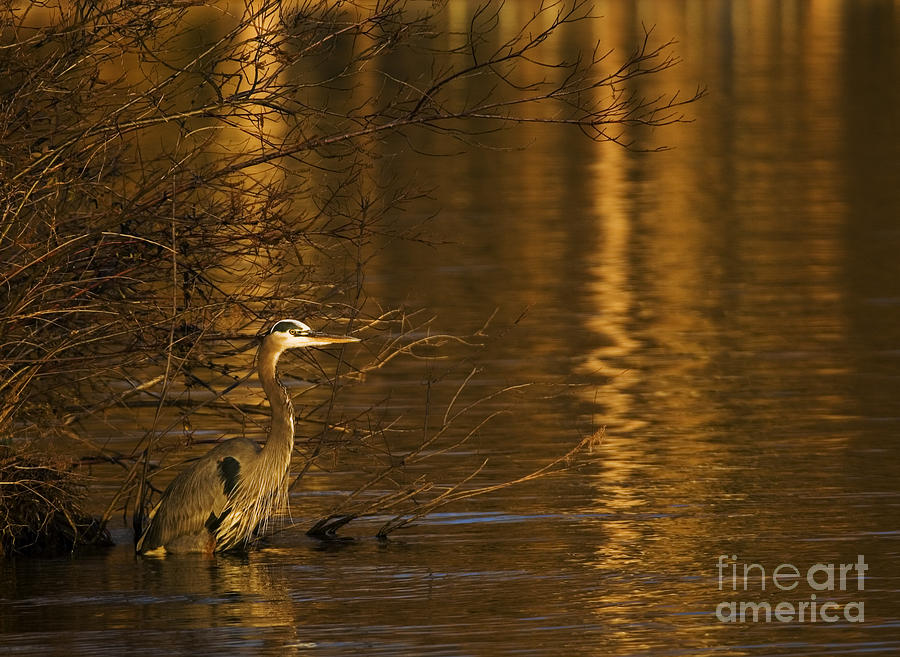 Crane Photograph - Golden  by Jeremy Holmes