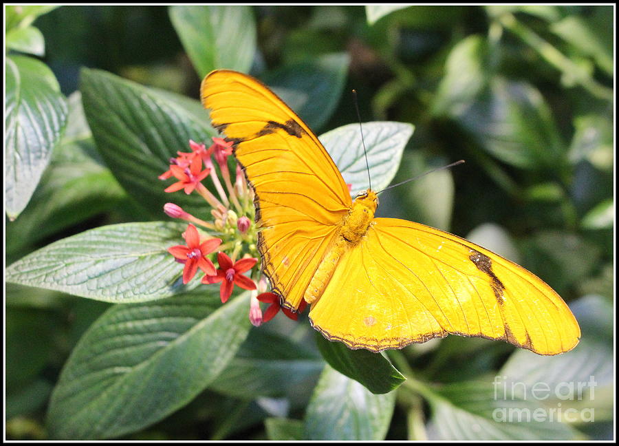Golden Julia Butterfly Photograph by Dora Sofia Caputo