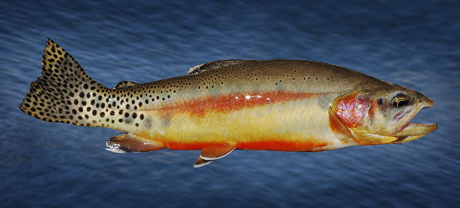 Trout Photograph - Golden by Kelley King