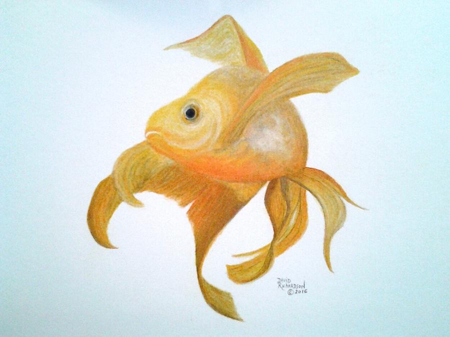 Fish Drawing - Golden Koi by David Richardson