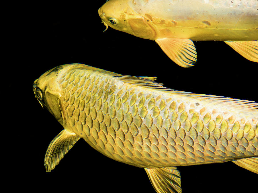 Gold Koi