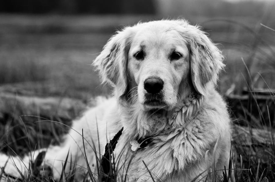 Black And White Photograph - Golden Lab by Cale Best