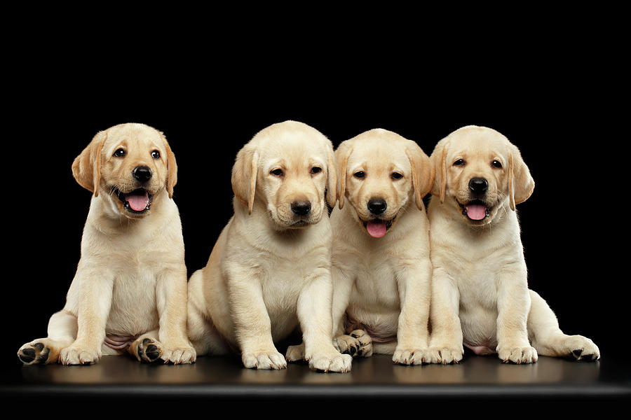 Golden Labrador Retriever puppies isolated on black background Photograph by Sergey Taran