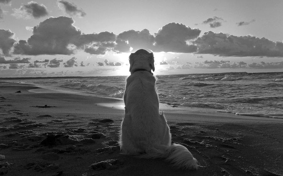 Dog Photograph - Golden labrador watching sunset by Sumit Mehndiratta