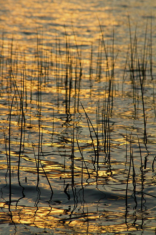 Golden Lake Water Ripples Fine Art Vertical Photograph by James BO Insogna