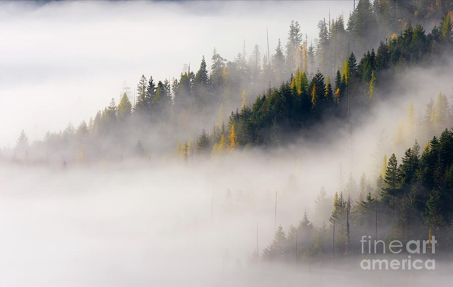 Fall Photograph - Golden Larch Morning by Michael Dawson