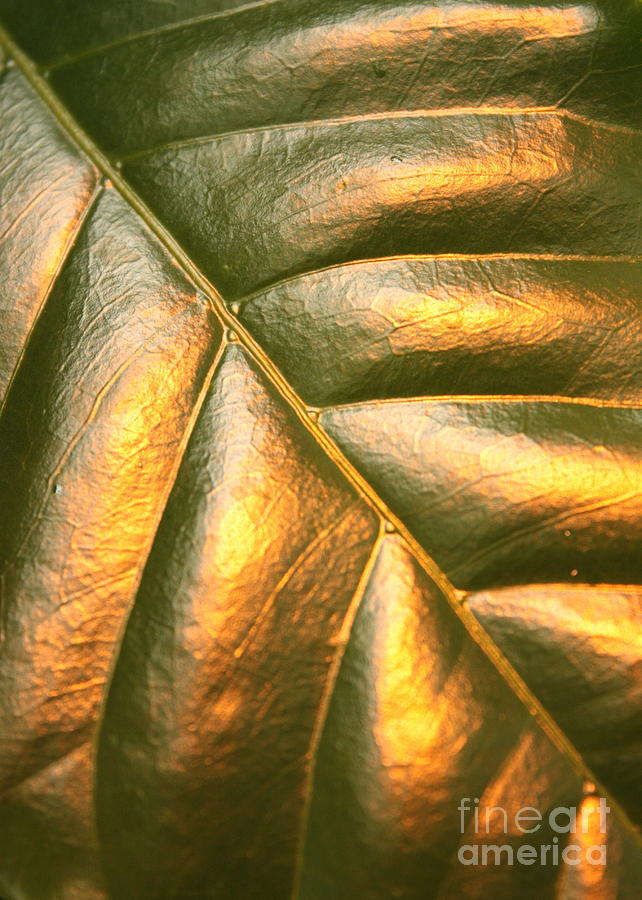 Nature Photograph - Golden Leaf by Carol Groenen