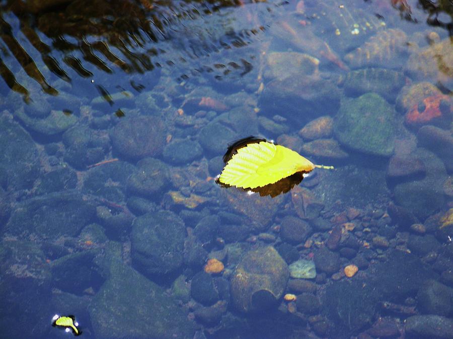 Golden Leaf on the Water Photograph by Julie Rauscher
