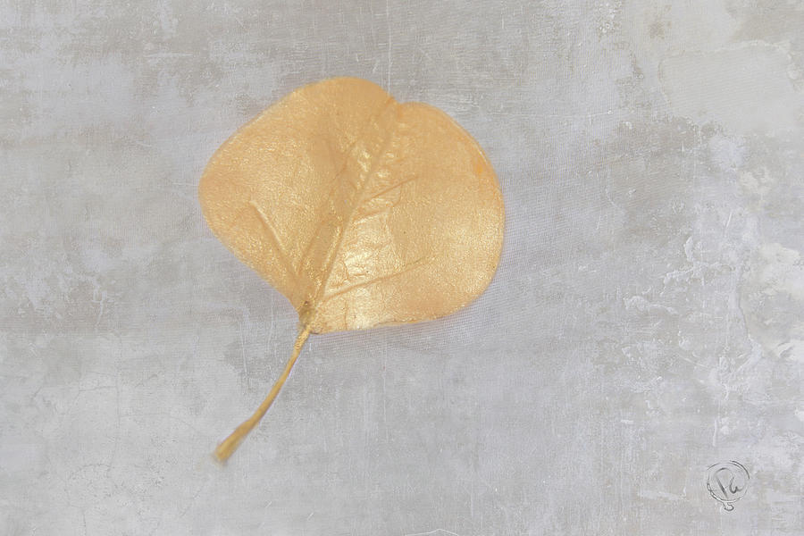 Golden Leaf Photograph by Pamela Williams