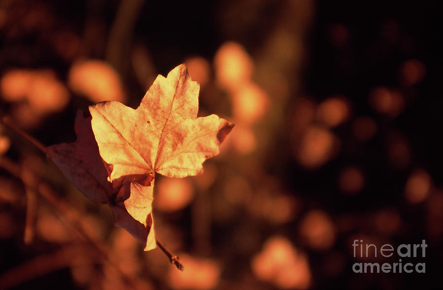 Golden Leaf Photograph by Riccardo Mottola