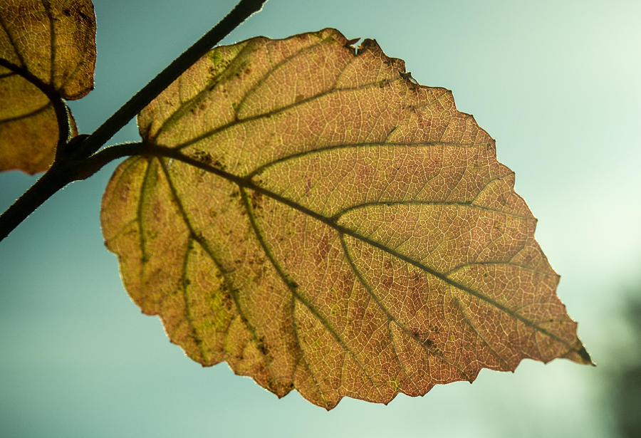 Golden Leaf With Veins Photograph By Douglas Barnett