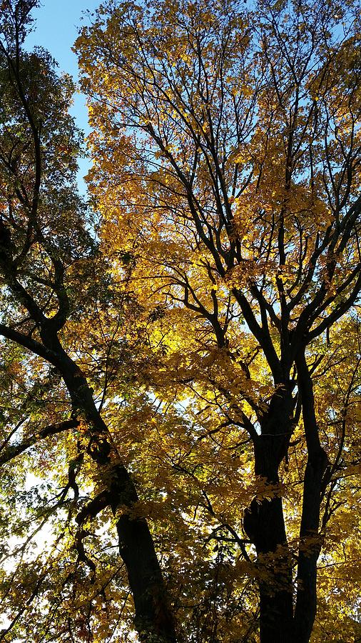 Fall Photograph - Golden Fall by Leara Nicole Morris-Clark