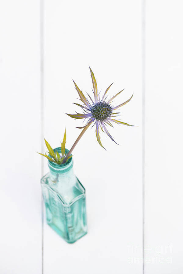 Flower Photograph - Golden Leaved Sea Holly by Tim Gainey