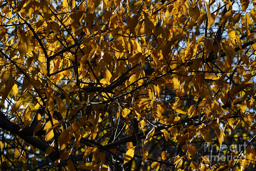 Golden Leaves 9436 Photograph by Ken DePue