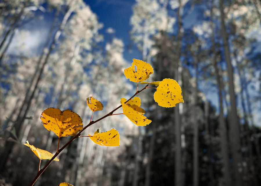 Golden Leaves Against a Muted Forest Photograph by Mary Lee Dereske