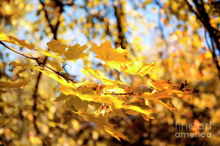 Golden leaves Photograph by Ivy Ho