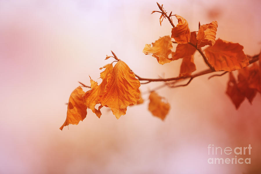 Fall Photograph - Golden leaves... by LHJB Photography