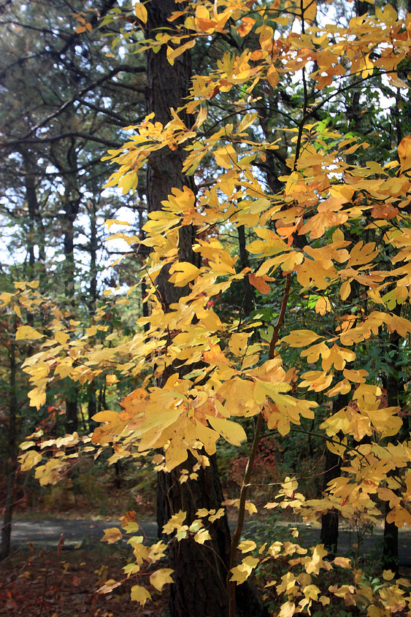 Golden Leaves Photograph by Mary Haber