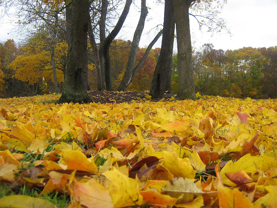 Golden Leaves Photograph by Michael McFerrin
